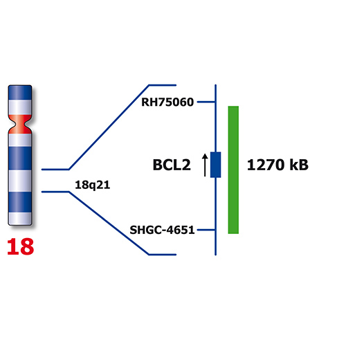 IVD BCL2/IGH (tissue) Foto do produto Side View L